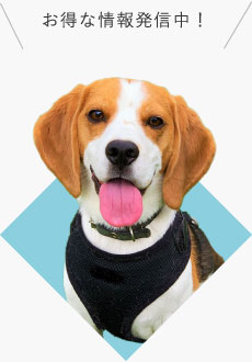 お得な情報発信中!